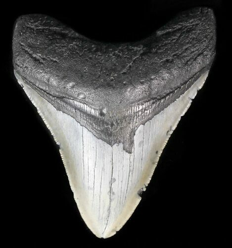 Serrated, Megalodon Tooth - North Carolina #59053